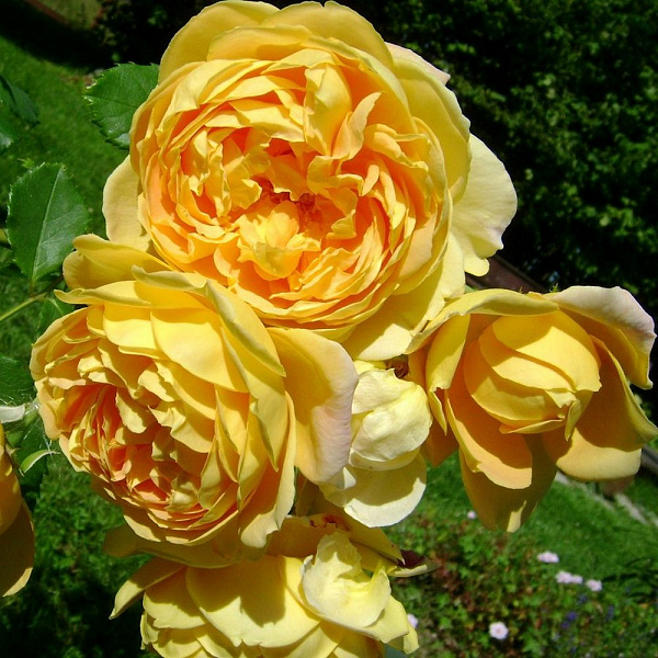 Роза английская парковая Голден Селебрейшен фото 3 