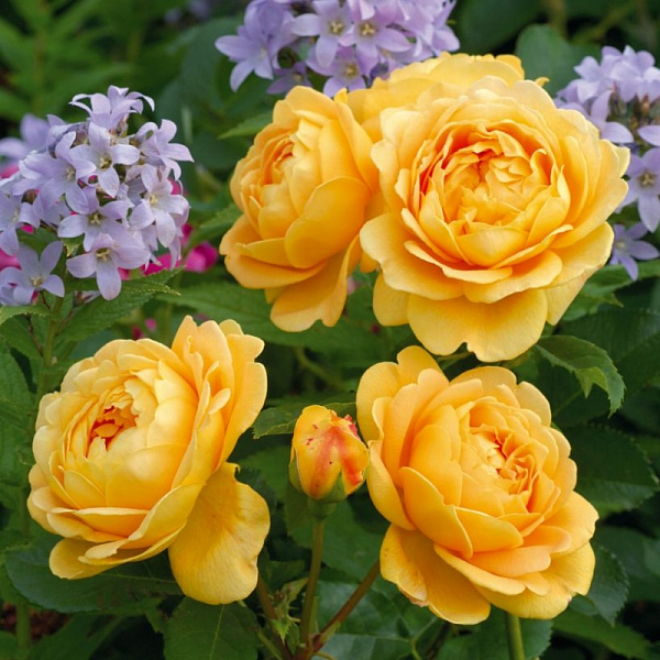 Роза английская парковая Голден Селебрейшен фото 1 