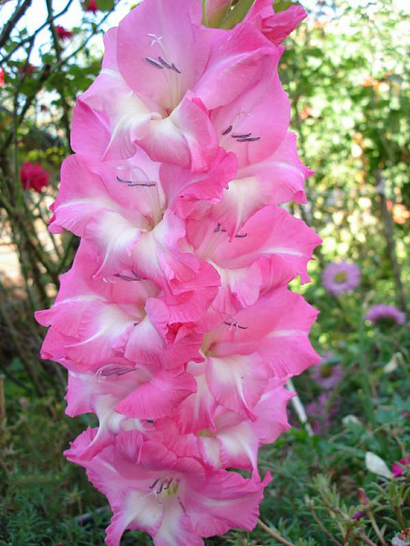 Гладиолус крупноцветковый Хай Стайл фото Гладиолус крупноцветковый Хай Стайл 