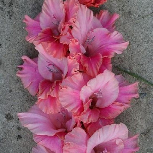 Гладиолус крупноцветковый Хай Стайл фото 1 